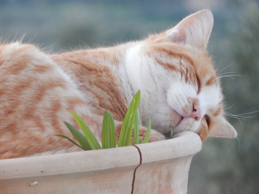 Adorable orange tabby cat sleeping in a clay pot with green plants outdoors.